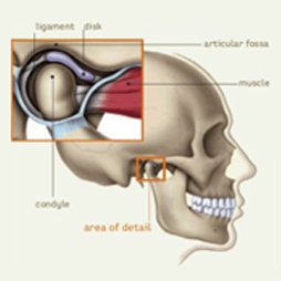 Jaw Skull